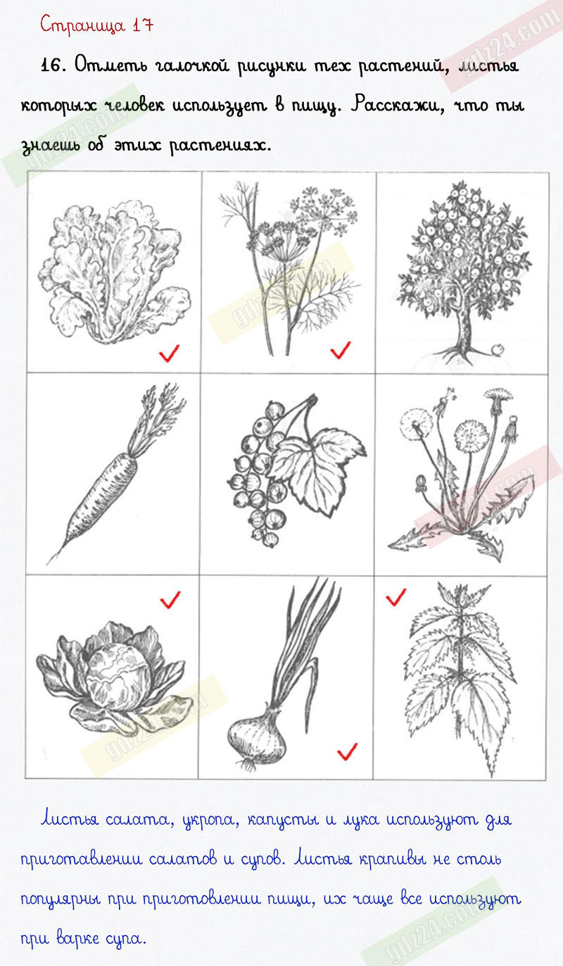 Ответы к заданиям на 17 странице тетради для самостоятельной работы по  окружающему миру Федотовой, Трафимовой, Трафимова за 1 класс