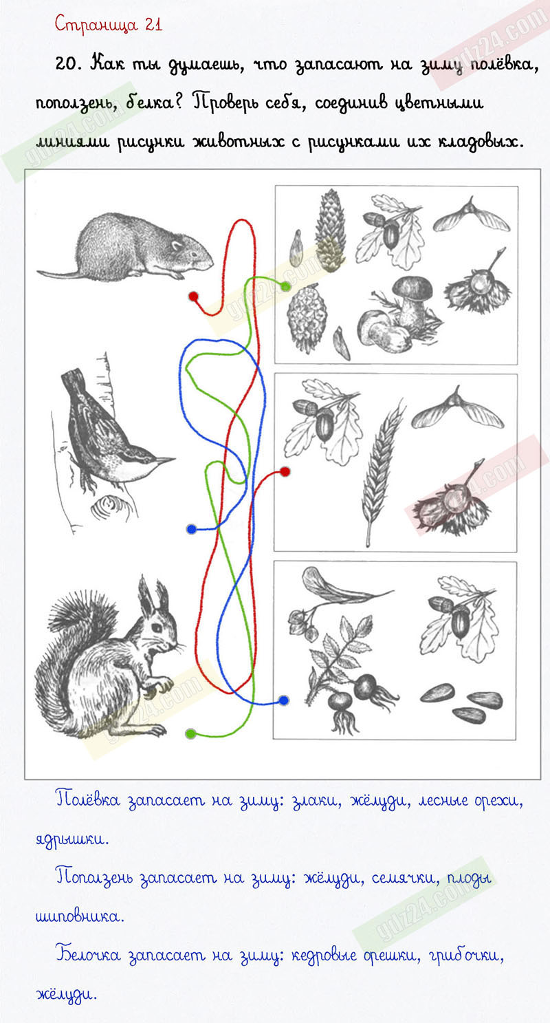 Ответы к заданиям на 21 странице тетради для самостоятельной работы по  окружающему миру Федотовой, Трафимовой, Трафимова за 1 класс