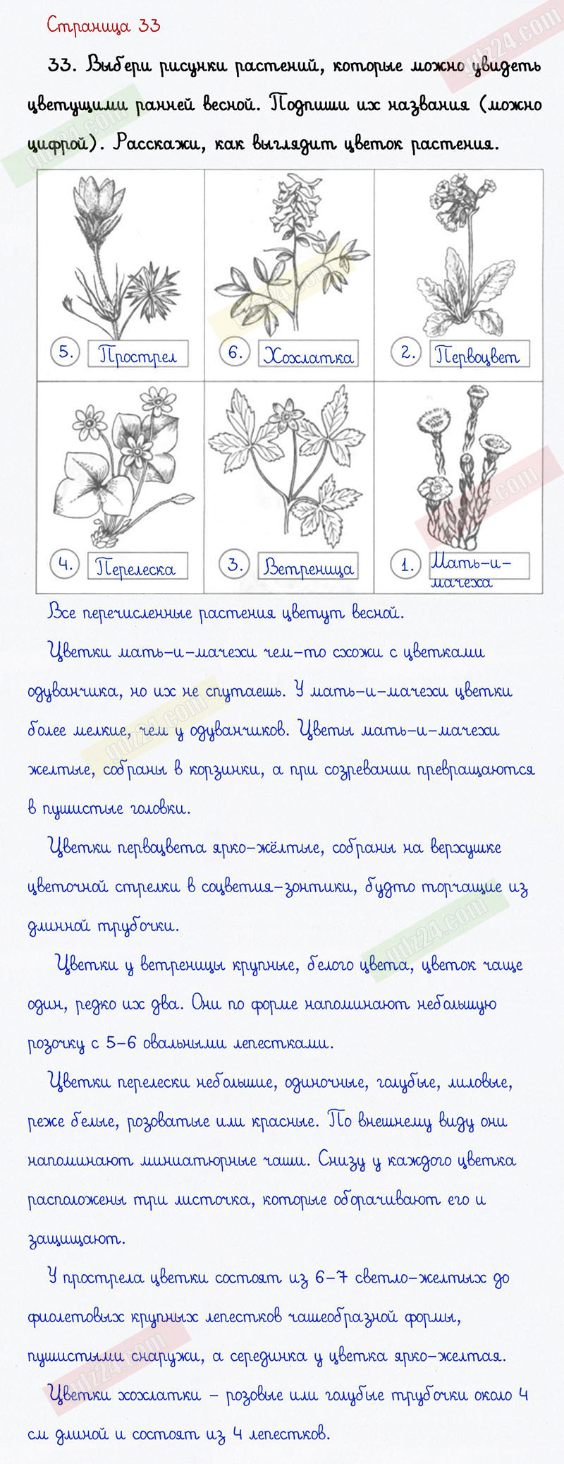 Ответы к заданиям на 33 странице тетради для самостоятельной работы по  окружающему миру Федотовой, Трафимовой, Трафимова за 1 класс