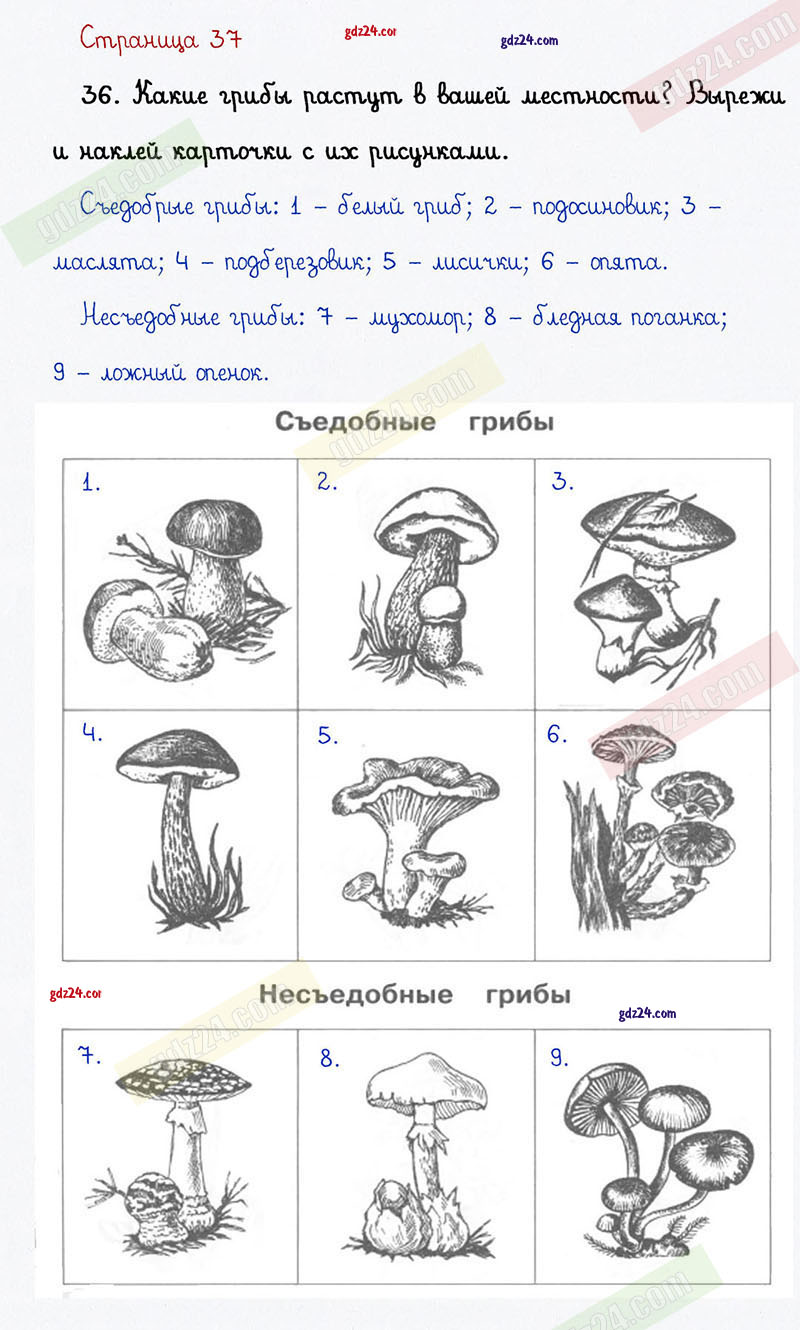 Ответы к заданиям на 37 странице тетради для самостоятельной работы по  окружающему миру Федотовой, Трафимовой, Трафимова за 1 класс