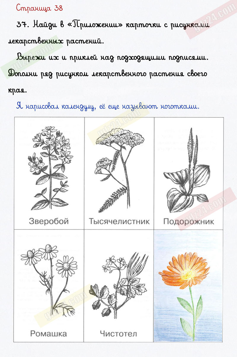 Ответы к заданиям на 38 странице тетради для самостоятельной работы по окружающему  миру Федотовой, Трафимовой, Трафимова за 1 класс