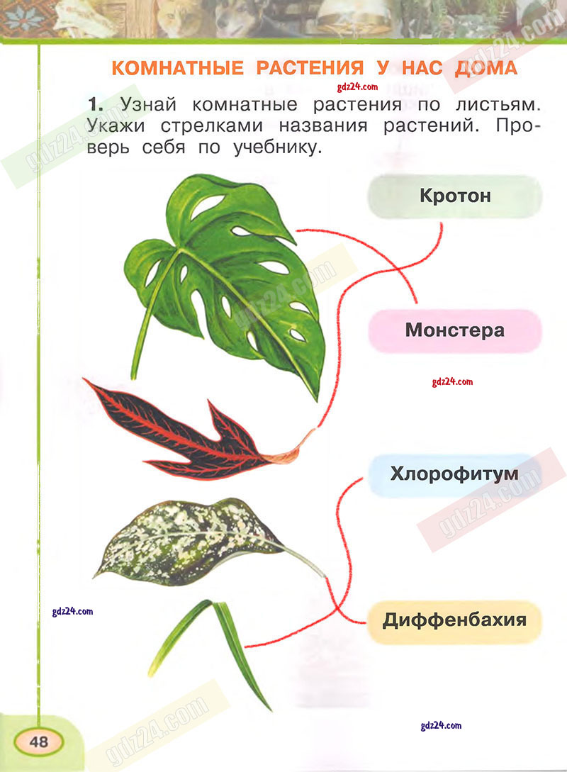 Ответы к заданиям на 48 странице рабочей тетради по окружающему миру  Плешаков, Новицкая за 1 класс 1 часть